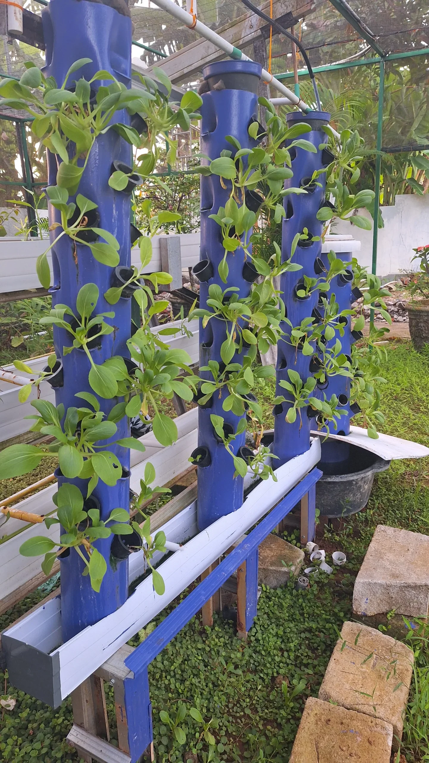 Hydroponic Garden (Kebun Hidroponik)